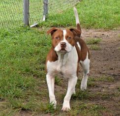 American Bulldog Dogs for adoption in Inverness, FL, USA