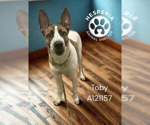 Aussiedor Dogs for adoption in HESPERIA, CA, USA