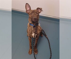 Plott Hound-Unknown Mix Dogs for adoption in Fort Collins, CO, USA