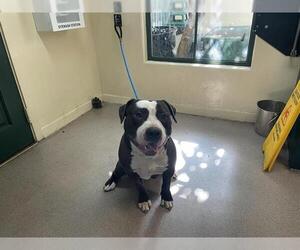 American Pit Bull Terrier Dogs for adoption in Pasadena, CA, USA