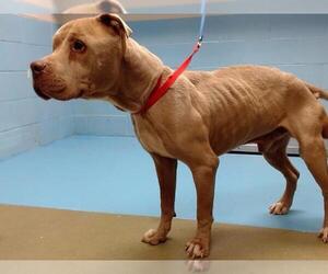 American Pit Bull Terrier-Unknown Mix Dogs for adoption in Moreno Valley, CA, USA