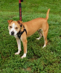 American Staffordshire Terrier-Unknown Mix Dogs for adoption in Zanesville, OH, USA