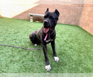 Mutt Dogs for adoption in Moreno Valley, CA, USA