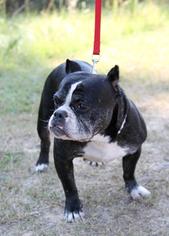 English Boston Bulldog Dogs for adoption in Maryville, TN, USA