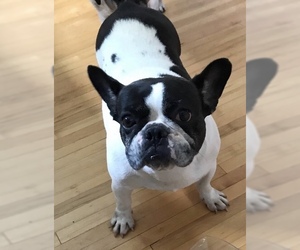 Small French Bulldog