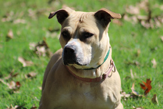 Boxador Dogs for adoption in Norfolk, VA, USA