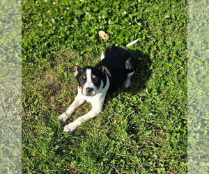 Mutt Dogs for adoption in Oakhurst, NJ, USA