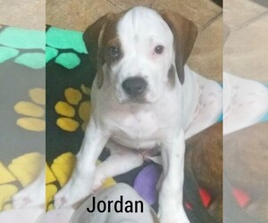 Plott Hound Dogs for adoption in Sanford, FL, USA