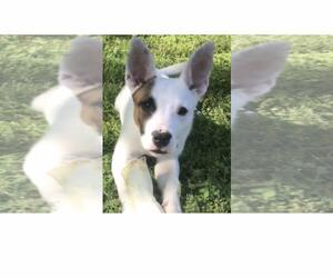 Mutt Dogs for adoption in La Vergne, TN, USA