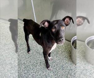 - Mix Dogs for adoption in Salisbury, NC, USA