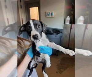 American Staffordshire Terrier-Unknown Mix Dogs for adoption in Tallahassee, FL, USA