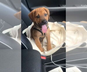 Mutt Dogs for adoption in Sanford, FL, USA