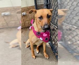 American Pit Bull Terrier-German Shepherd Dog Mix Dogs for adoption in Tulsa, OK, USA