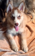 Siberian Husky Dogs for adoption in Memphis, TN, USA