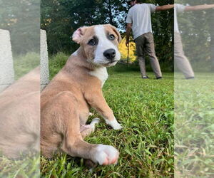 Mutt Dogs for adoption in Candler, NC, USA