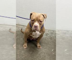 Staffordshire Bull Terrier Dogs for adoption in Rosenberg, TX, USA