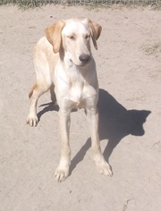 Medium Photo #1 Labrador Retriever Puppy For Sale in Bonifay, MO, USA