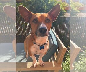 Basenji-Jack Russell Terrier Mix Dogs for adoption in San Francisco, CA, USA