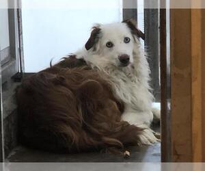 Australian Shepherd Dogs for adoption in Berkeley , CA, USA