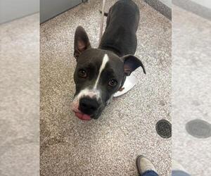 American Pit Bull Terrier Dogs for adoption in Pueblo, CO, USA