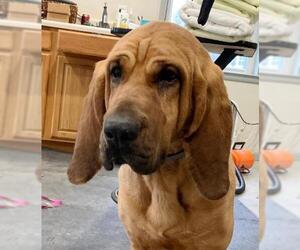 Bloodhound Dogs for adoption in Westminster, MD, USA