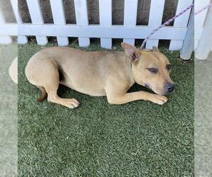 Bull Terrier-Unknown Mix Dogs for adoption in Modesto, CA, USA