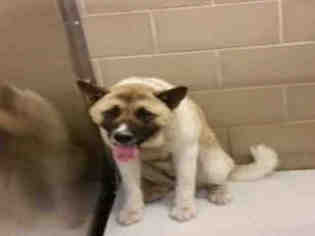 Akita Dogs for adoption in Plano, TX, USA