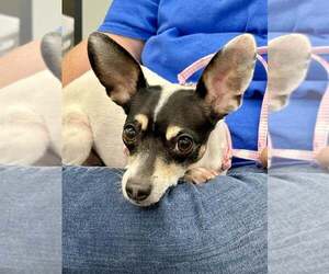 Rat-Cha Dogs for adoption in Lee's Summit, MO, USA