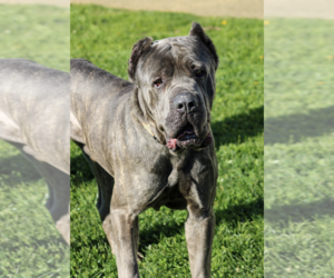 Mutt Dogs for adoption in Petaluma, CA, USA