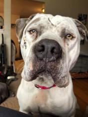 American Bulldog-Unknown Mix Dogs for adoption in Saint Louis, MO, USA