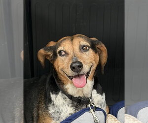 Beagle Dogs for adoption in Wheaton, IL, USA