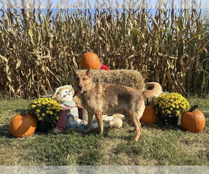 German Shepherd Dog-Unknown Mix Dogs for adoption in Evansville, IN, USA