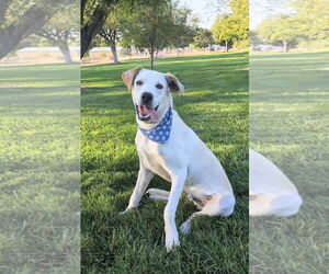Labrador Retriever-Unknown Mix Dogs for adoption in Sandy, UT, USA
