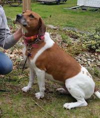 Mutt Dogs for adoption in Chicopee, MA, USA