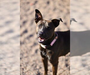 American Pit Bull Terrier-Unknown Mix Dogs for adoption in Webster, WI, USA