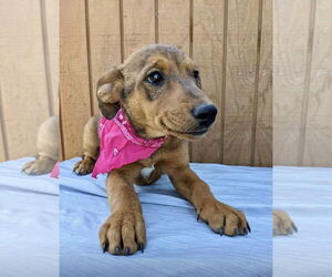 Labbe Dogs for adoption in Mt. Laurel, NJ, USA