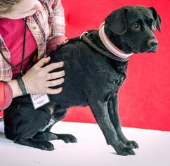 Medium Photo #1 Dachshund-Labrador Retriever Mix Puppy For Sale in Portland, OR, USA