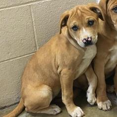 Chinese Shar-Pei Dogs for adoption in Hamilton, GA, USA