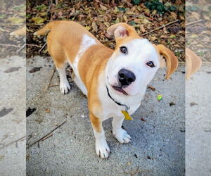 Mutt Dogs for adoption in Sandy, UT, USA