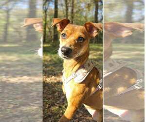 Chihuahua-Unknown Mix Dogs for adoption in Oakhurst, NJ, USA