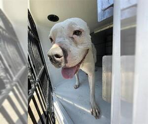 American Pit Bull Terrier Dogs for adoption in Houston, TX, USA