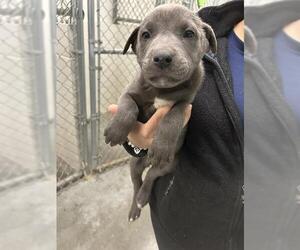 Labrador Retriever-Unknown Mix Dogs for adoption in Rosenberg, TX, USA