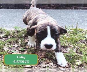 American Pit Bull Terrier-Unknown Mix Dogs for adoption in Conroe, TX, USA