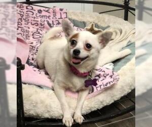 Chihuahua Dogs for adoption in North Richland Hills, TX, USA