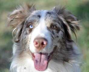 Australian Shepherd Dogs for adoption in Dodson, MT, USA