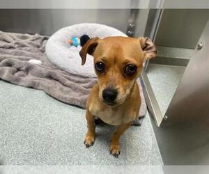 Chihuahua-Unknown Mix Dogs for adoption in Orange, CA, USA