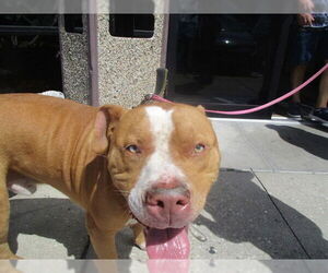 Staffordshire Bull Terrier Dogs for adoption in Ocala, FL, USA