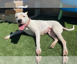 Dogo Argentino Dogs for adoption in Oceanside, CA, USA