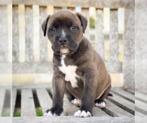 Boxer Dogs for adoption in Fredericksburg, TX, USA