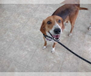 Mutt Dogs for adoption in Raleigh, NC, USA